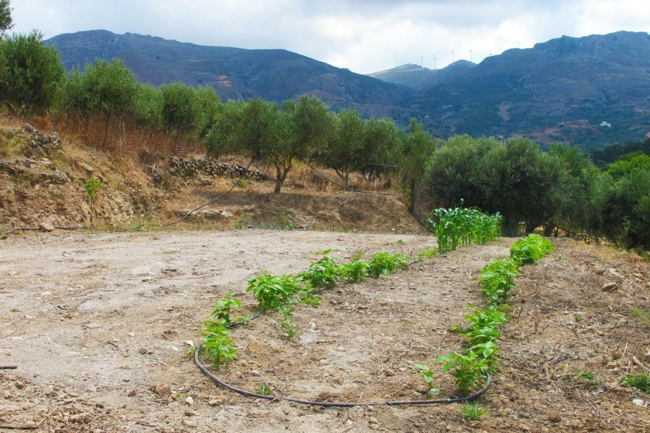 Petrakis Cretan Homes 키사모스 외부 사진